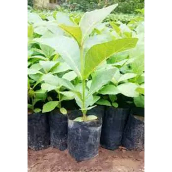 Best Teak Plant 9a-teak plant-9482509-65325.webp